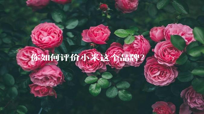 你如何评价小米这个品牌？